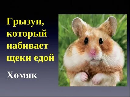 Хомяк набивает