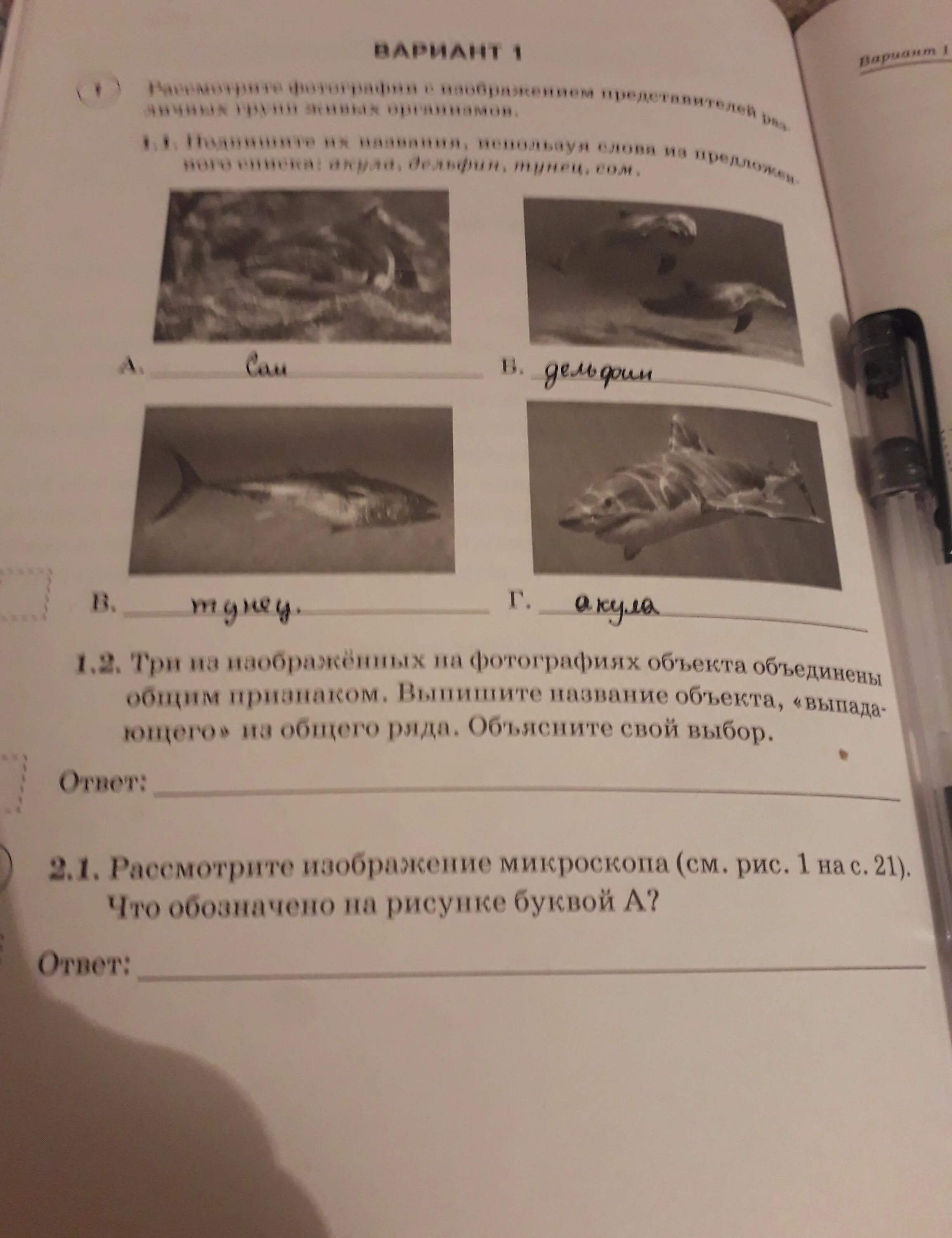 Название объекта выпадающего из общего ряда. Два из изображенных на фотографиях объекта. 2 Из изображенных на фотографиях объекта объединены общим признаком. Два объекта объединены общим признаком выпишите название объекта.