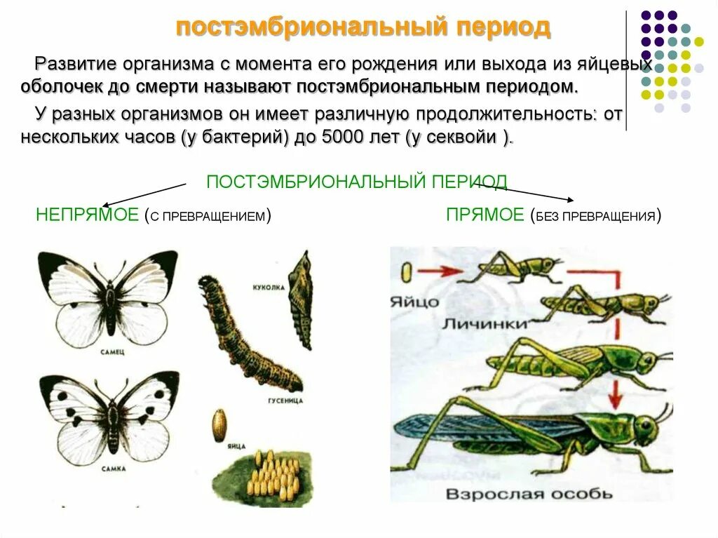 Для насекомых с неполным превращением характерно. Стадии непрямого развития насекомых. Постэмбриональное развитие насекомых Непрямое стадии. Типы онтогенеза с полным и неполным превращением. Онтогенез полное и неполное превращение.