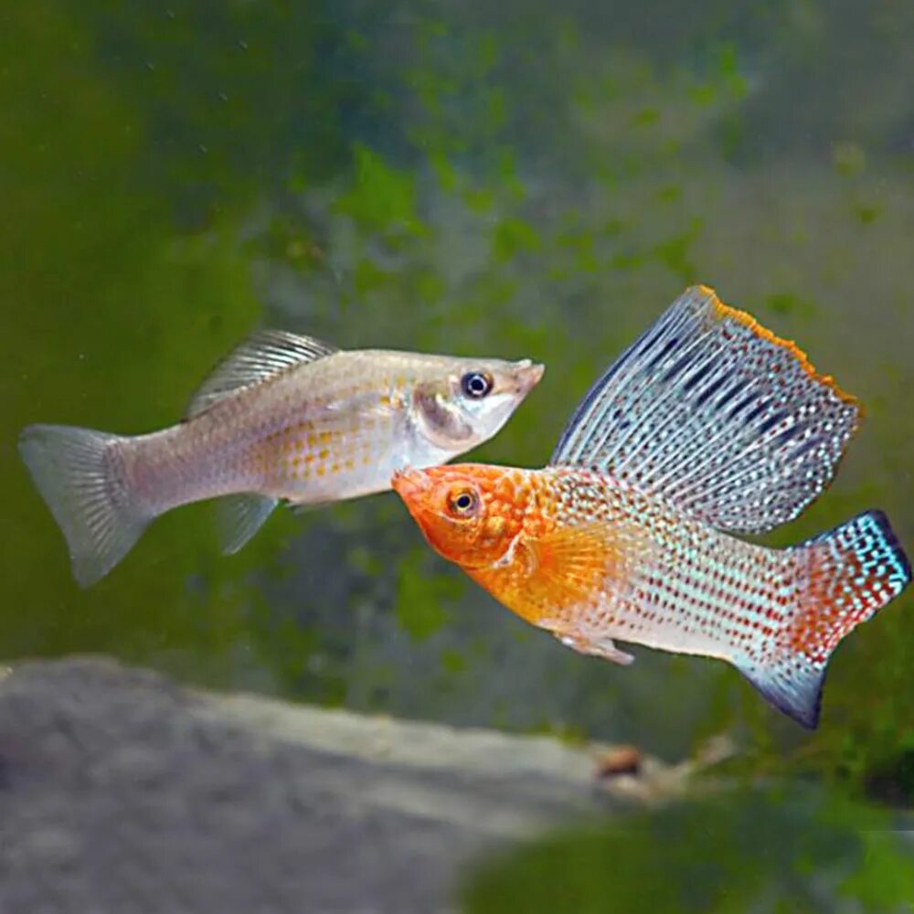 Рыбка велифера черная. Аквариумные рыбки молли велифера. Велифера парусная чёрная. Велифера рыбка аквариумная. Велифера рыбка.