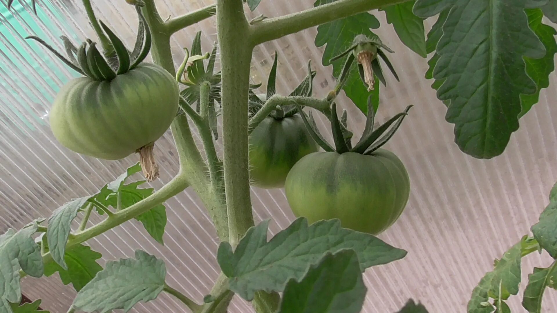 томаты дедовские. календарь пикировки помидор. томат вермилион. когда сажать помидоры в марте. помидор апрель.