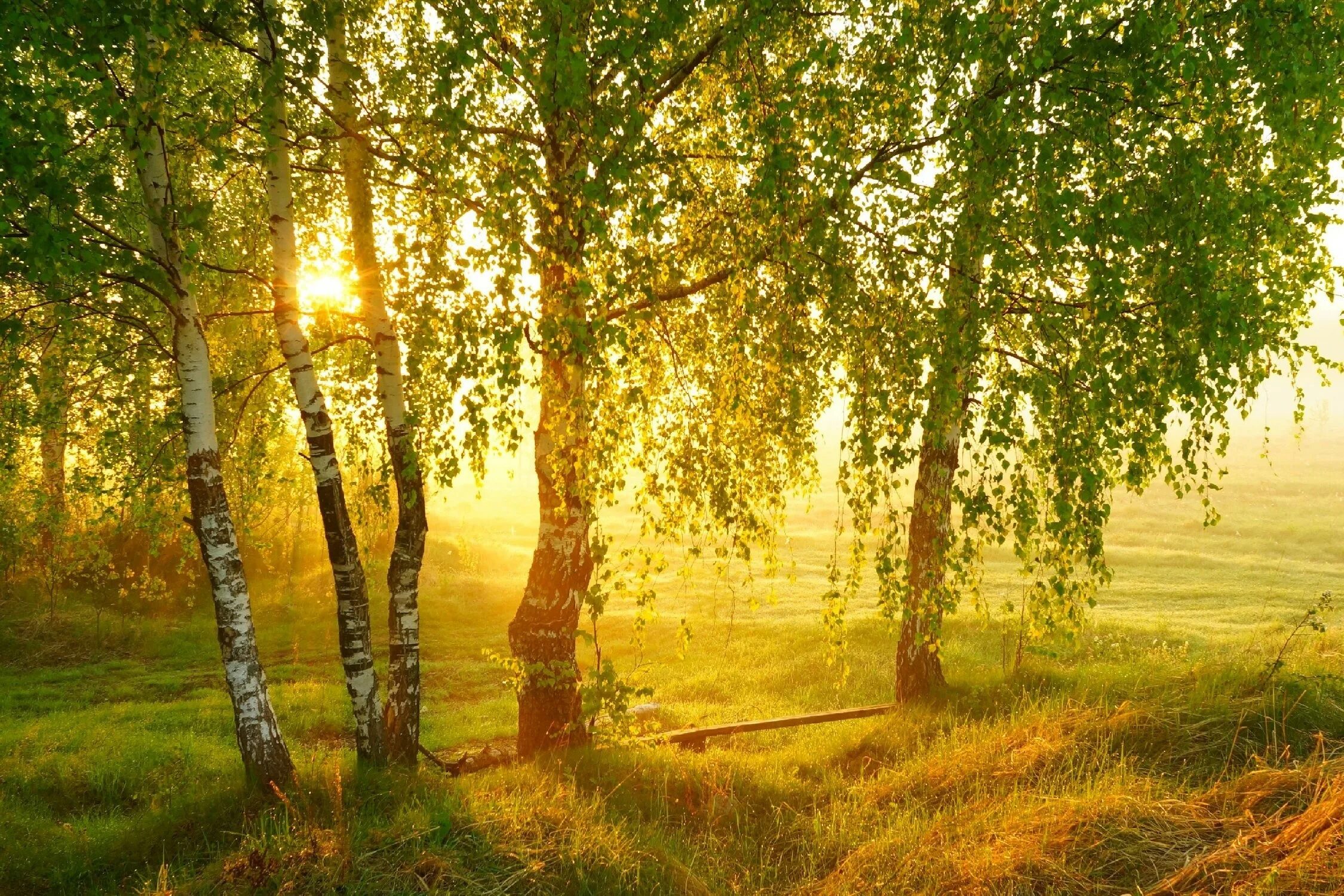 Фото солнце россия. Березовая роща Плес. Природа березы. Летний пейзаж. Рассвет березы.