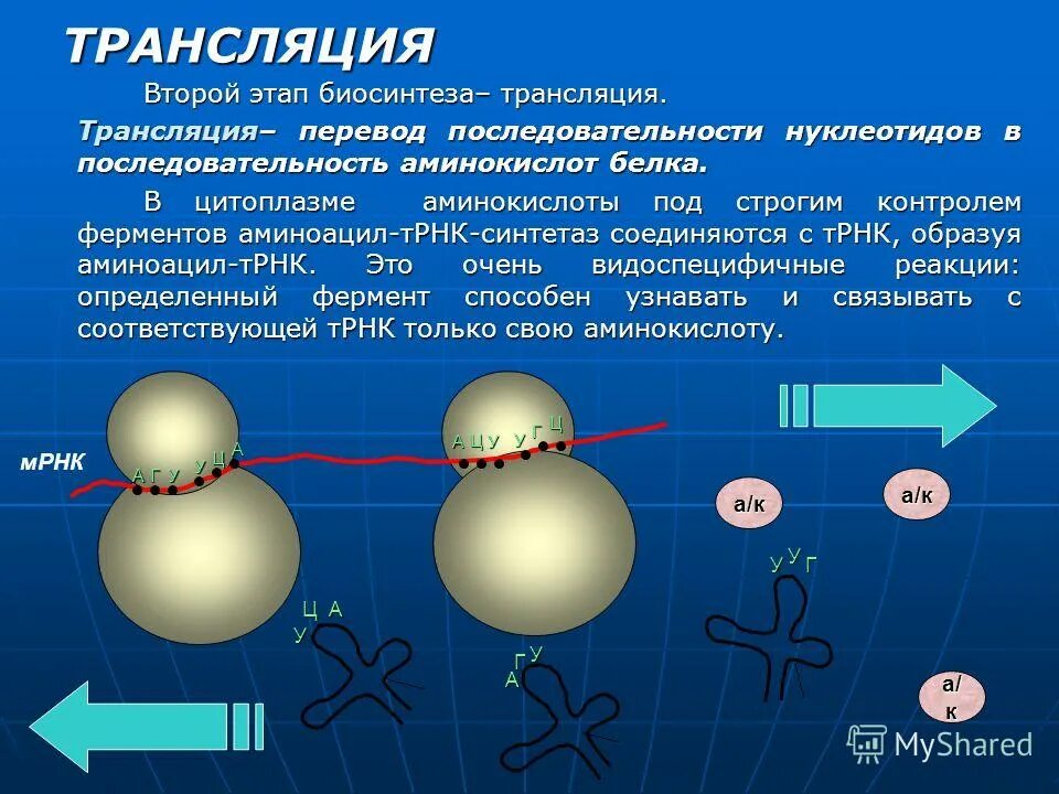 Трансляция рнк схема. Этапы биосинтеза белка 10 класс. Этапы трансляции биосинтеза белка. Трансляция представляет собой процесс. Трансляция биология этапы.