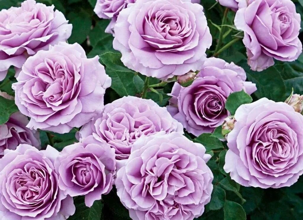 Pin de dollybellsblog1971 em Orchids and Roses Belas fotos de flores, Rosas azui