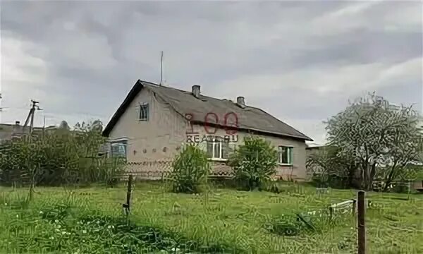 Псковская область деревня остров. Деревня остров псковская область. Деревня остров залит. Река великая псков. Река великая город остров.