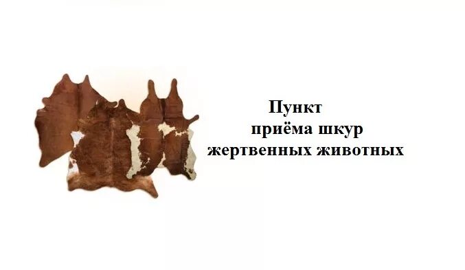 кроличьи шкурки. шкурки меховые выделанные. прием шкур крс. где принимают шкуры крс. шкура из хвостов эффективность производства.