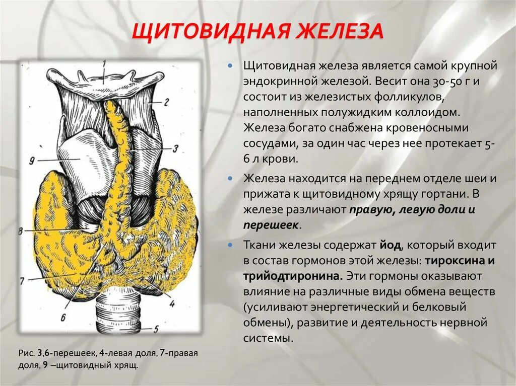 В какой полости расположена щитовидная железа. Строение щитовидной железы внутренней секреции. Щитовидная железа анатомия. Щитовидная железа является железой.