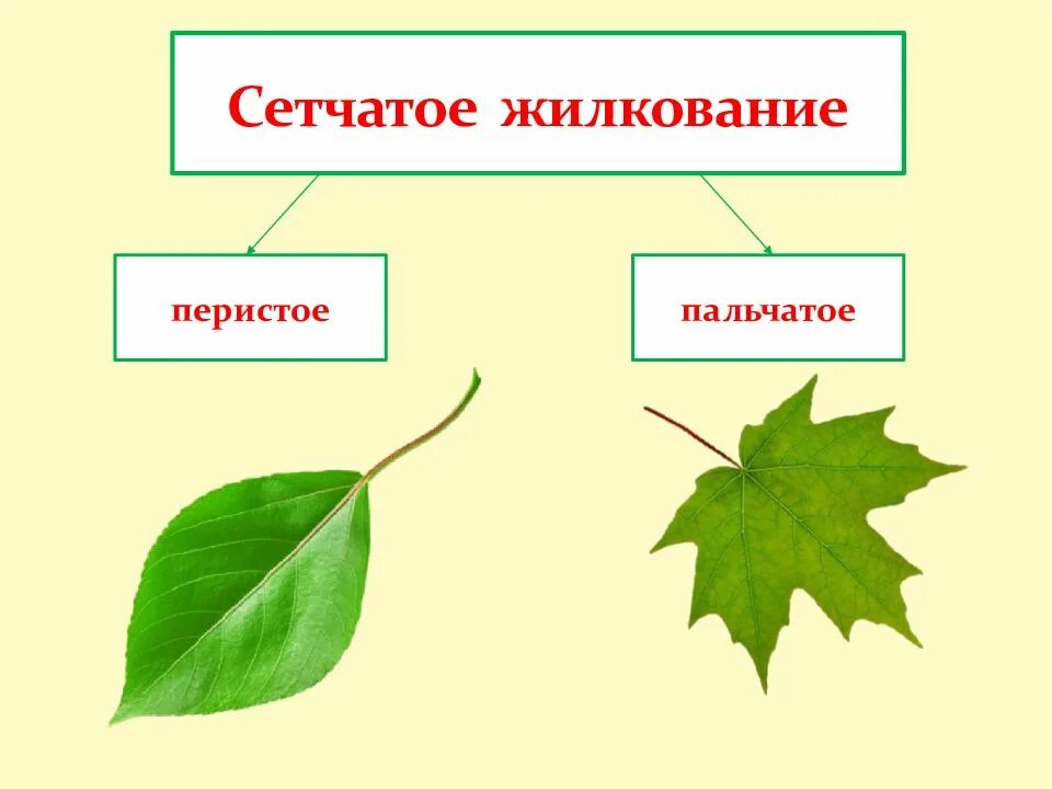 Сетчатое жилкование. Сетчатое жилкование перистое и пальчатое. Жилкование листьев шиповника. Листорасположение липы. Перистое и пальчатое жилкование.