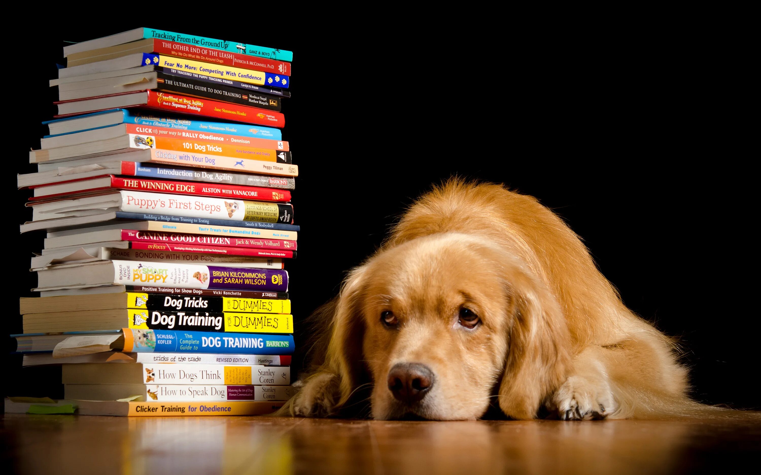 Book my dog. Книги про собак. Собака с книжкой. Книга про собачку. Книга с собакой на обложке.