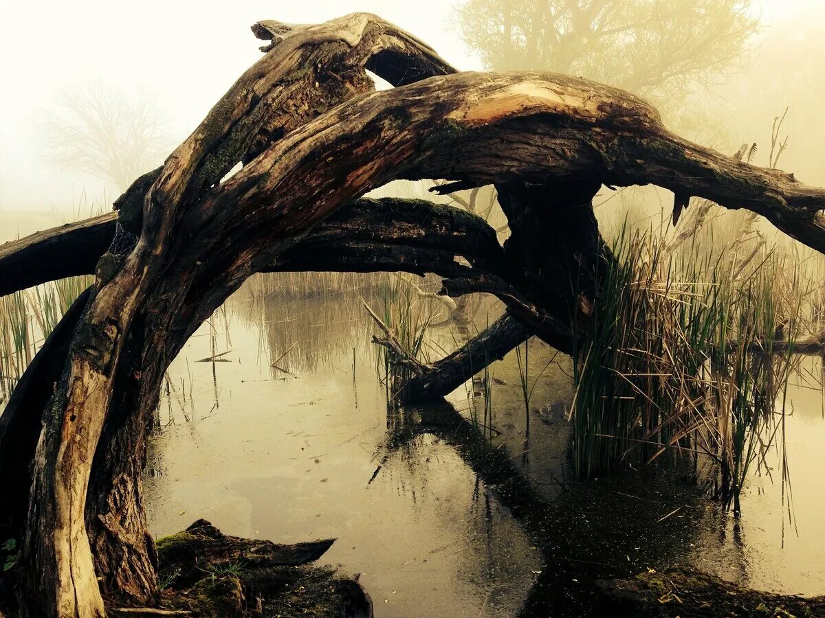 Болотный культ Луизиана. Деревья на болоте. Болото коряги. Коряги на болоте.