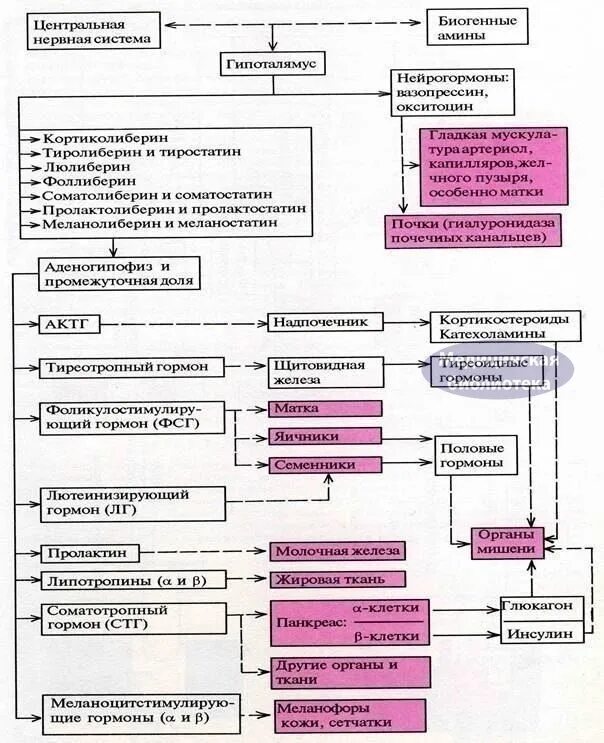 Эндокринология 2023. Иерархия гормональной регуляции. Схема структурно-функциональной организации эндокринной системы. Схема взаимодействия гормонов. Иерархия эндокринной системы.