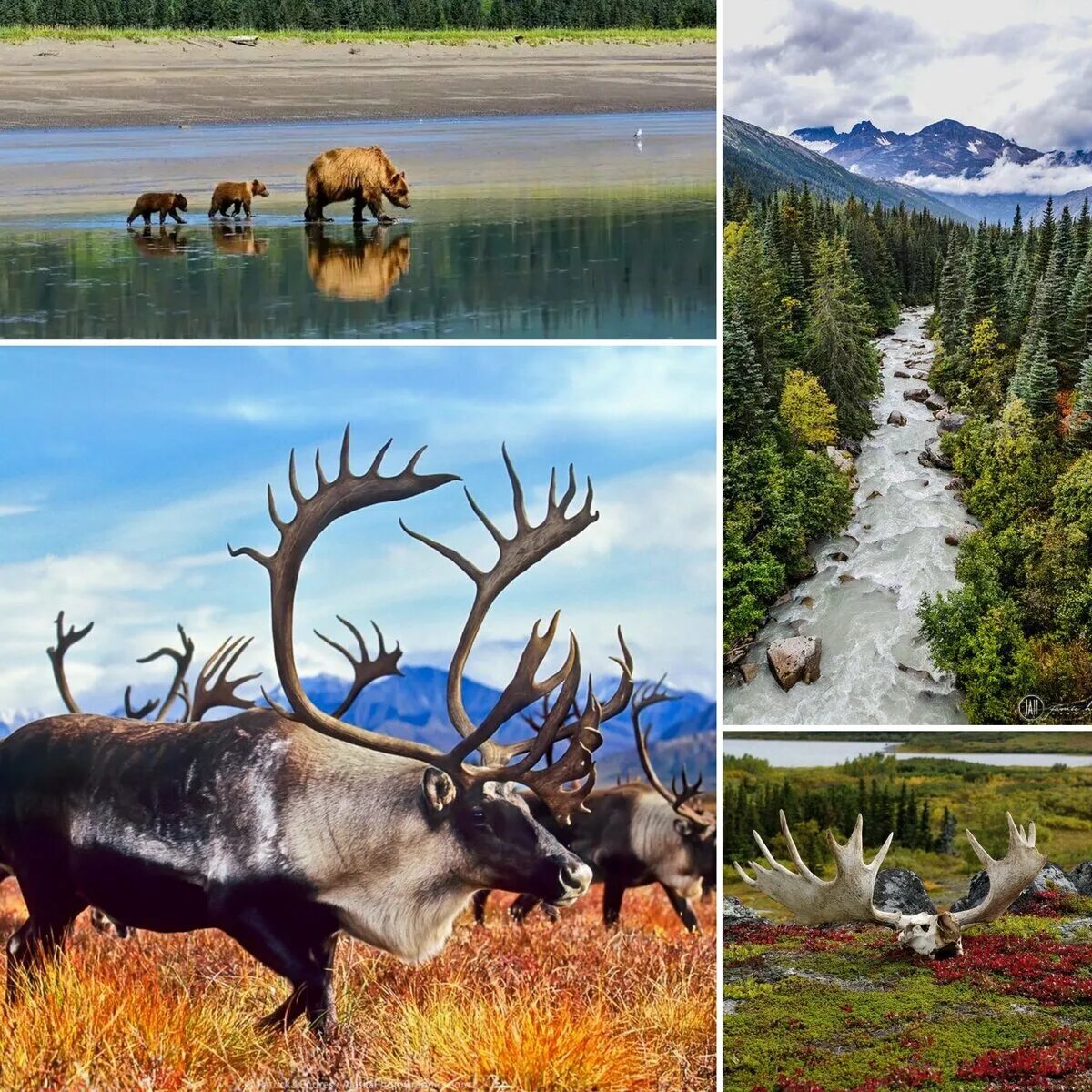Аляска 4 буквы. Потепление на Аляске. Жизнь на Аляске. Камчатка и Аляска. Растения рекорды Аляски.