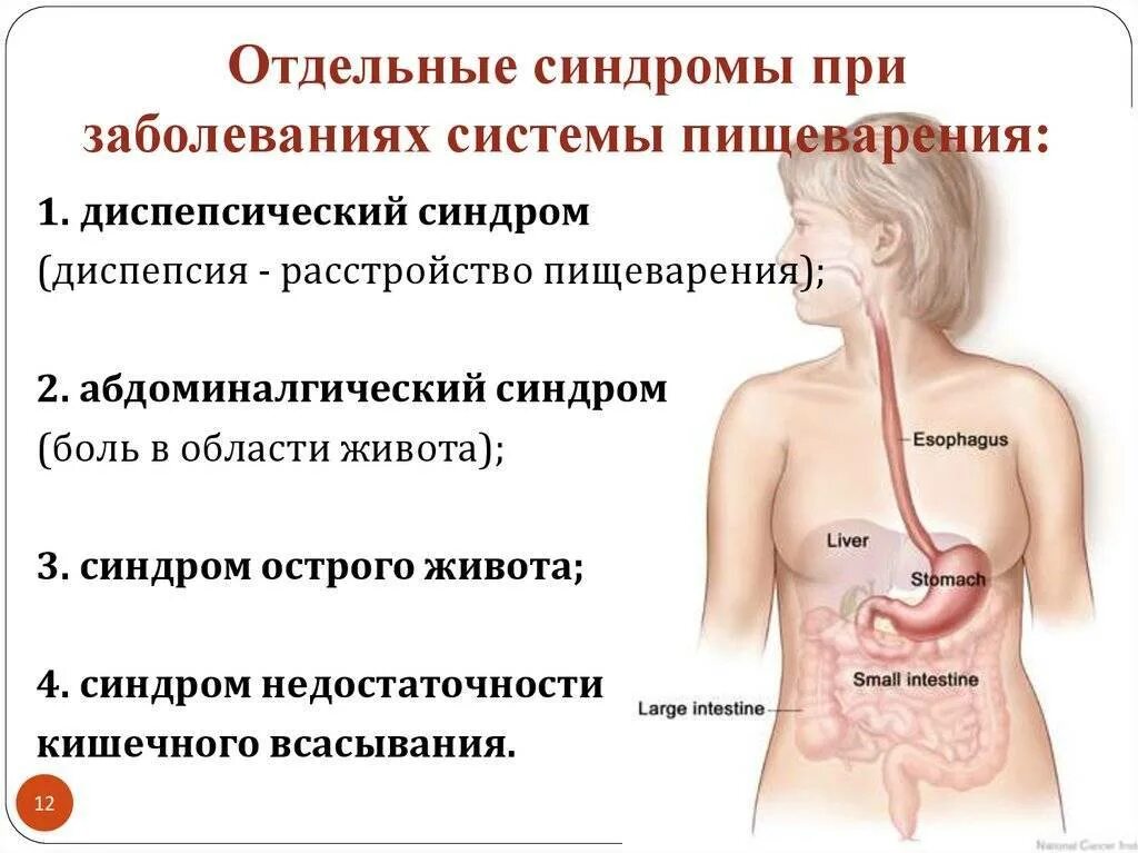 Синдромы при заболеваниях пищеварительной системы. Синдромы при патологии пищеварительной системы. Симптоматика заболеваний органов пищеварения.. Синдромы при заболеваниях органов пищеварения. Может ли от кишечника болеть желудок