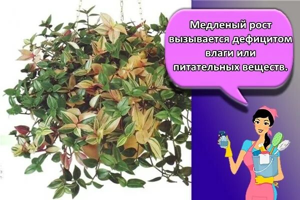 Традесканция приметы и суеверия для дома. Традесканция силламонтана размножение черенками. традесканция комнатная приметы. традесканция пожелтели листья. у традесканции желтеют и сохнут листья.