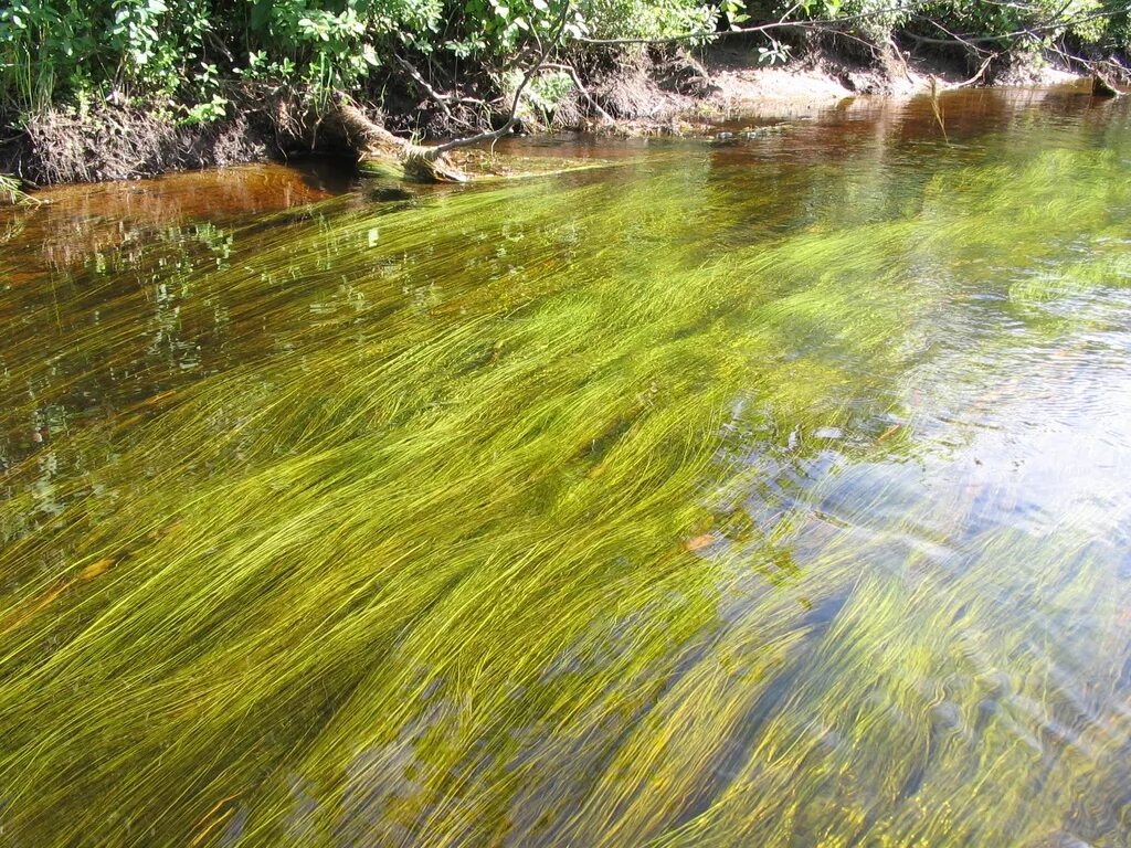 Вода в реке становится прозрачная. Шелковник водоросль. Микроводоросли Пресноводные. Водоросли в реке.