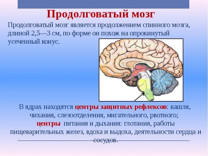 Какой центр находится. Головной мозг продолговатый мозг строение и функции. продолговатый мозг строение и функции. функции продолговатого мозга головного мозга. нервные центры продолговатого мозга их функции таблица.