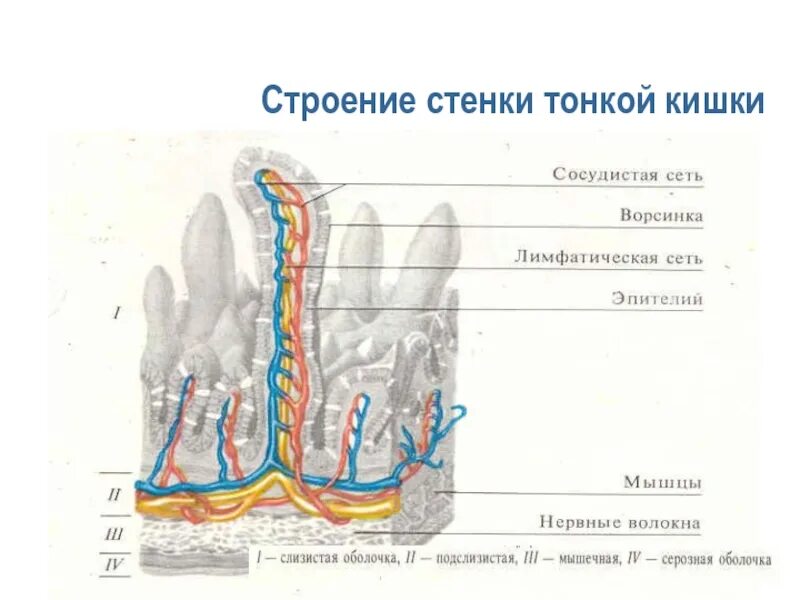 Общая длина тонкого кишечника. Отделы тонкой кишки анатомия. Строение тонкой кишки кратко. Тонкий кишечник отделы строение стенки. Тонкая кишка анатомия строение.