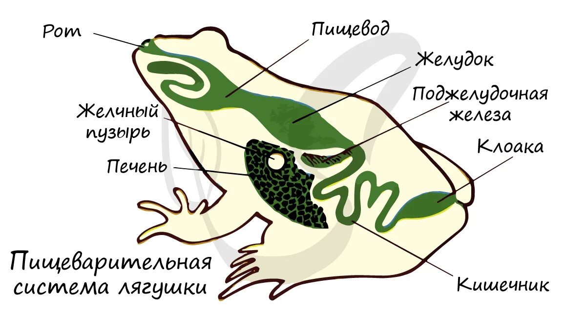 Пищеварительная система амфибий. Пищеварительная система амфибий схема. Система пищеварения земноводных. Строение пищеварительной системы лягушки. Земноводные пищеварительная система таблица