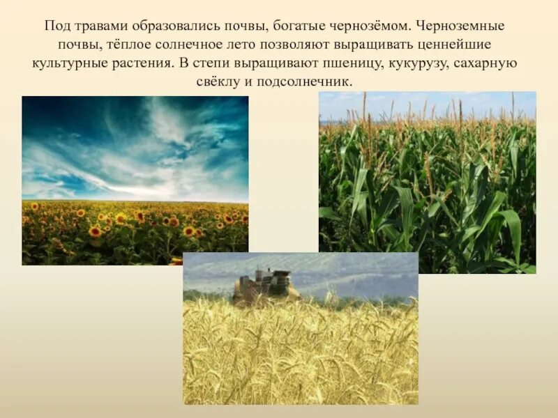 Почва и культурное растение. Черноземные почвы степи в России. Что растет на черноземных почвах. Культурные растения. Растительность степи.
