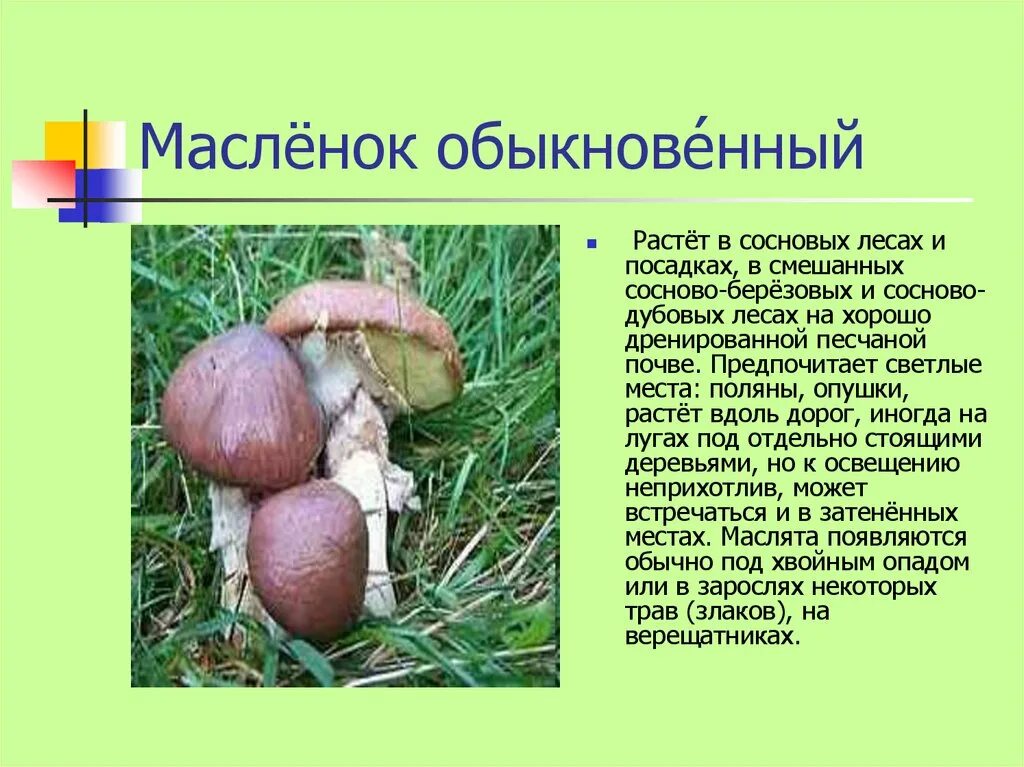 Гриб подосиновик под осиной. Грибы растут в лесу. Приметы грибников. Под какими деревьями растут грибы. Грибная поляна белых белых грибов.