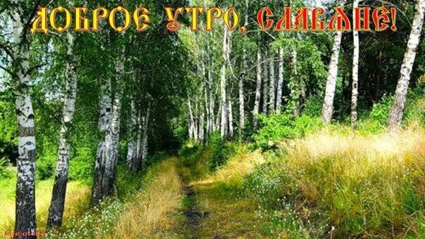 Доброе утро русь. Доброе утро славяне. утро славяне. доброе утро в березовой роще. доброе утро славяне картинки.