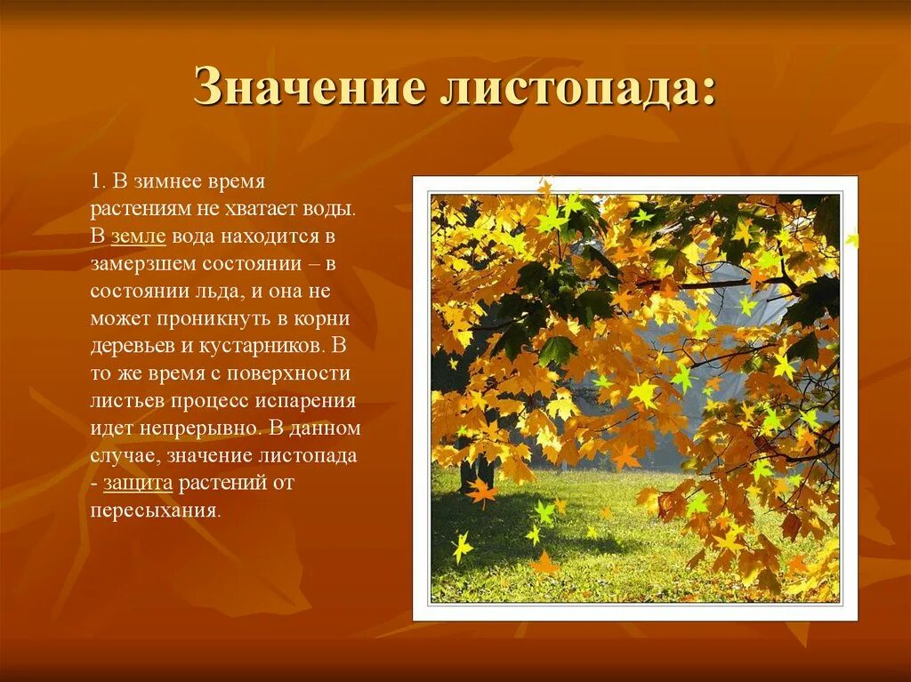 Время года осень изменения в жизни растений. Презентация на тему листопад. Листопад для дошкольников. Осенью бывает листопад. Что такое листопад кратко.