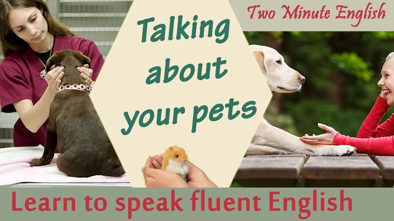 About my Pet 5 класс. Pets in English. Talking about Pets in English. Мой питомец на английском 2 класс. Write about a pet