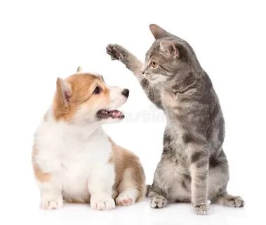 Cat and dog fight