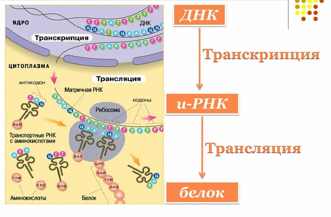 Этапы биосинтеза клетки