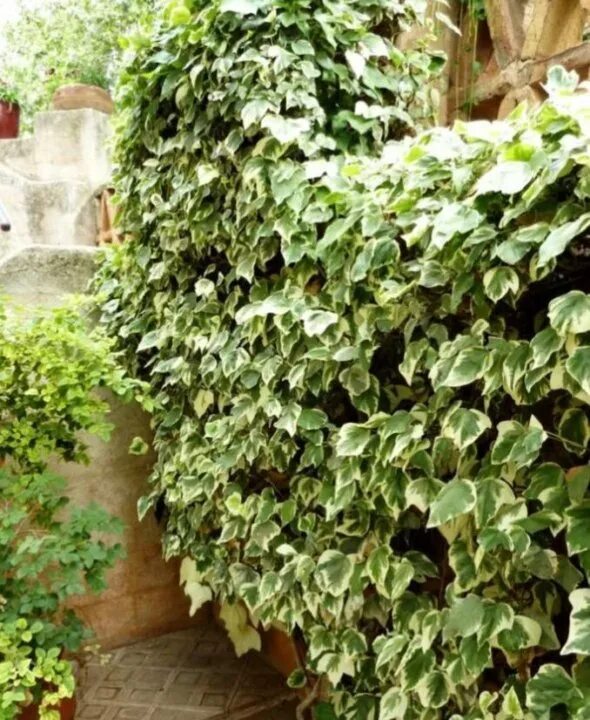 Pin von Deborah Klose auf Ivy & Climbers Garten