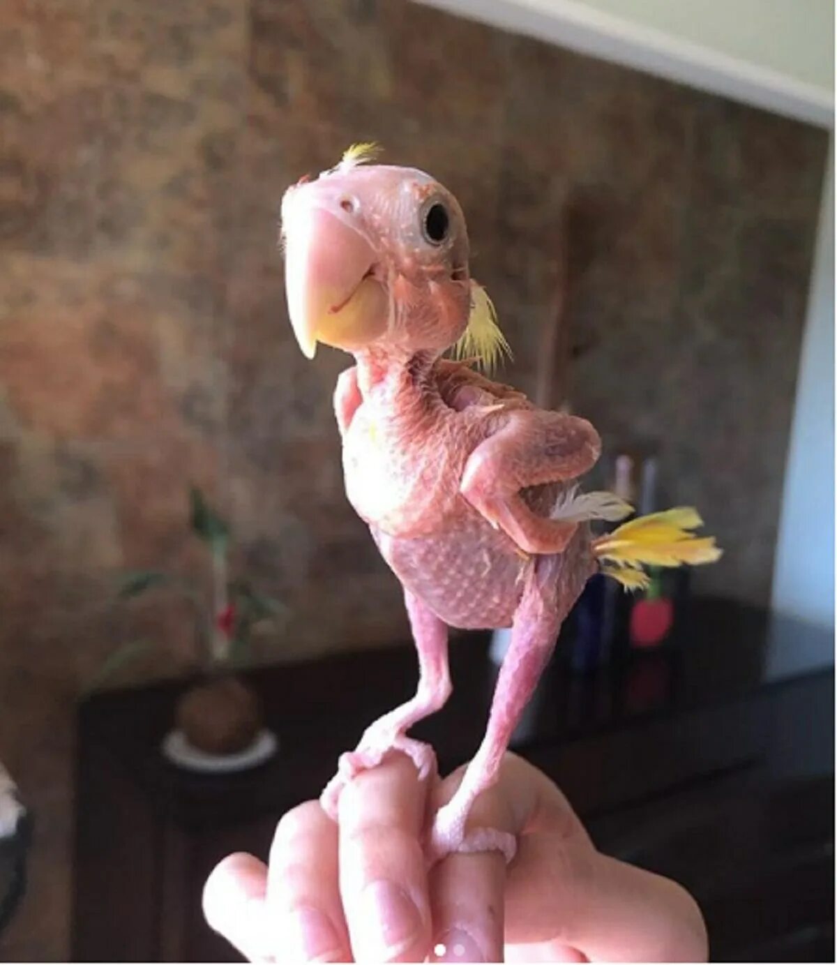 Человек животное без перьев