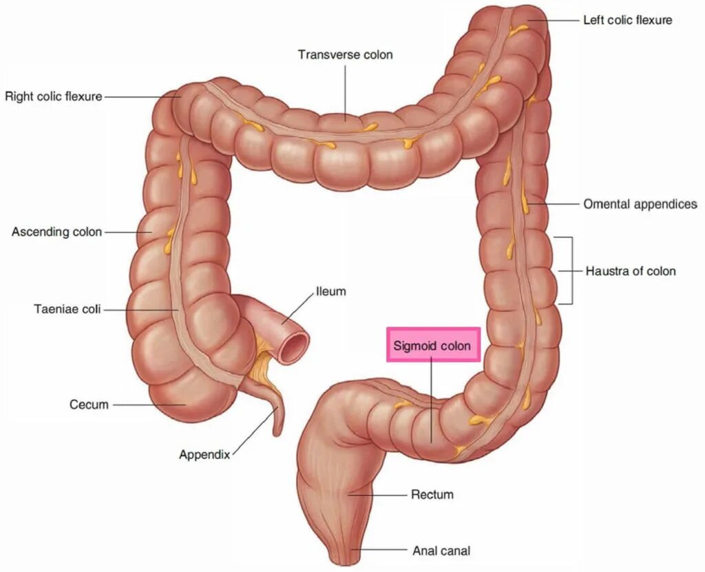 Colon перевод. Анатомия кишечника сигмовидная кишка. Анатомия сигмовидная кишечника. Ободочная кишка анатомия. Части ободочной кишки анатомия.