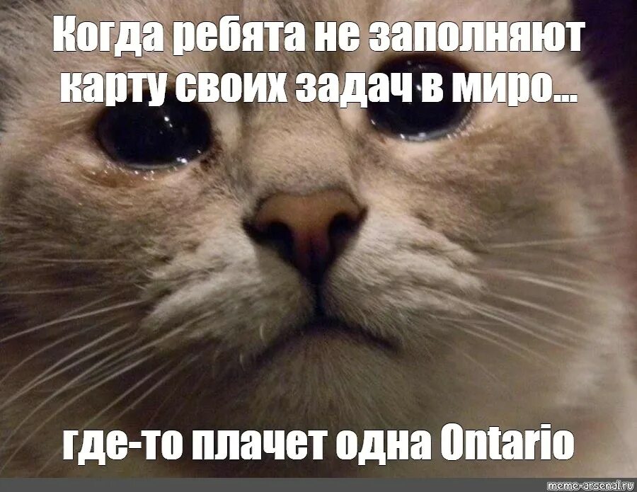 Мир будет плакать. Где то плачет один котик. В мире грустит один котик. Где-то в мире грустит один. Коты матерятся мемы.