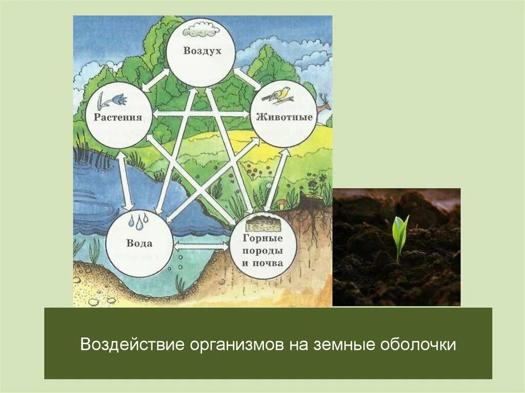 Воздействие организмов на земные оболочки. Воздействие организмов на земные оболочки 6 класс. Воздействие организмов на земные оболочки 6 класс география. Воздействие организмов на земные оболочки. Почва.. Влияние человека на оболочку земли