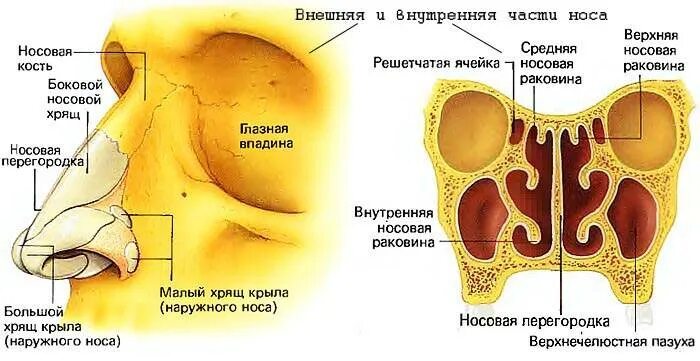 болит стенка носа