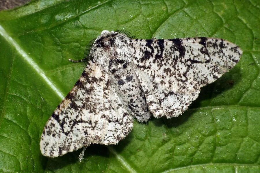 пяденица дымчатая гусеница. березовая пяденица индустриальный меланизм. бабочка березовая пяденица. пяденица бледная березовая пяденица. пяденица-обдирало (erannis defoliaria.