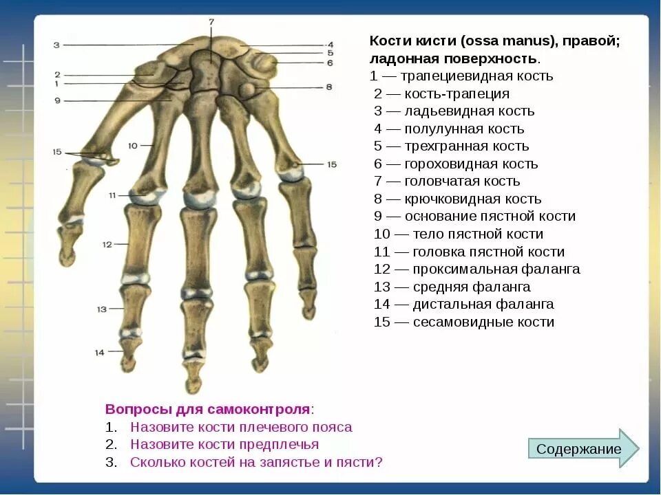 Сколько костей имеет. Строение костей кисти вид спереди. Кости кисти правой ладонная поверхность. Сколько костей в кисти человека. Скелет кисти описание.