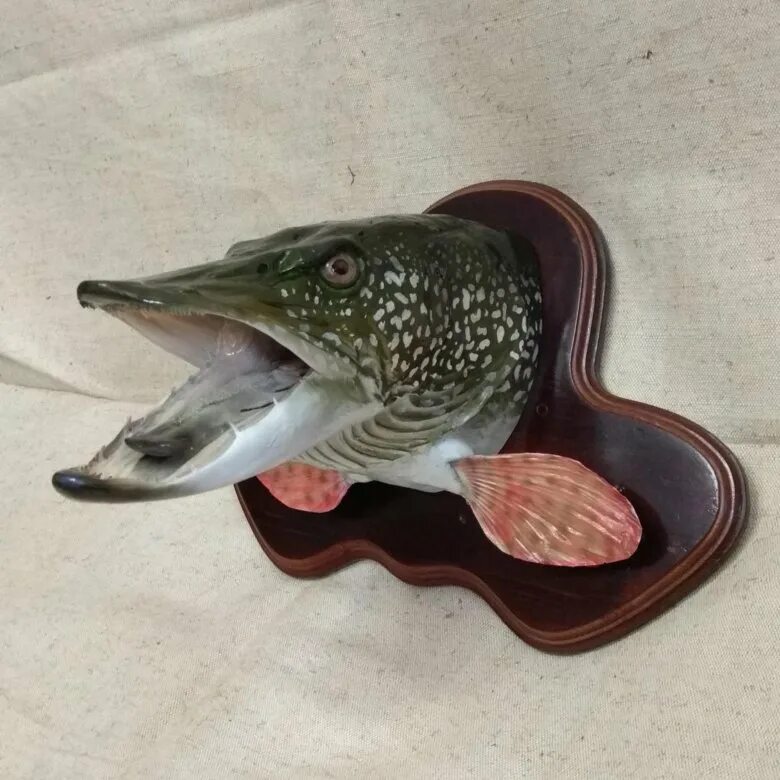 щучья голова чучело.