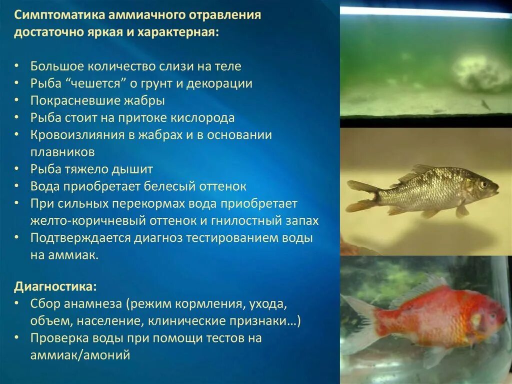 Можно ли отравиться икрой симптомы. Отравление рыбой симптомы. симптомы отравления рыбой соленой. отравление ядовитыми рыбами. симптомы при отравлении рыбой.