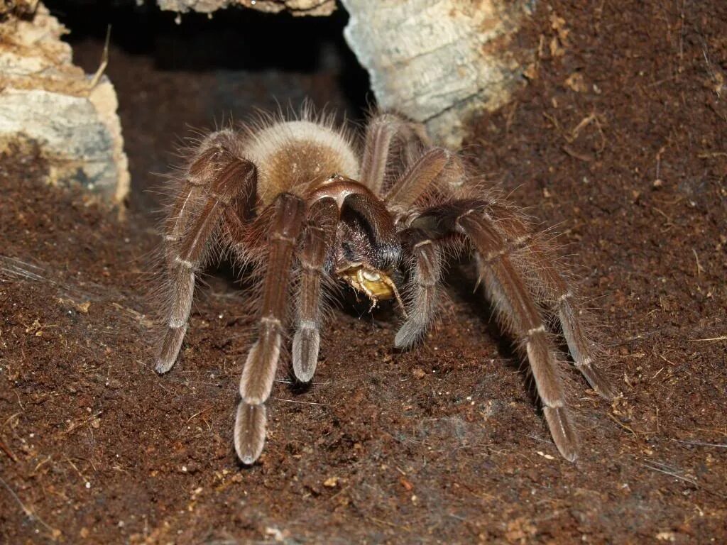 австралийский паук птицеед. тарантул птицеед голиаф. паук терафоза блонда. паук птицеед терафоза блонда. картинку самый большой паук.