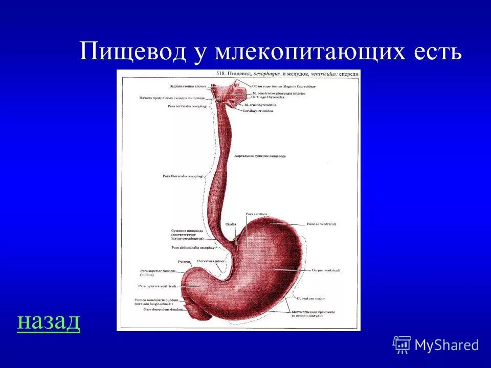 Пищевод млекопитающих. Строение пищевода животных. Строение пищевода собаки. Пищевод млекопитающих строение.