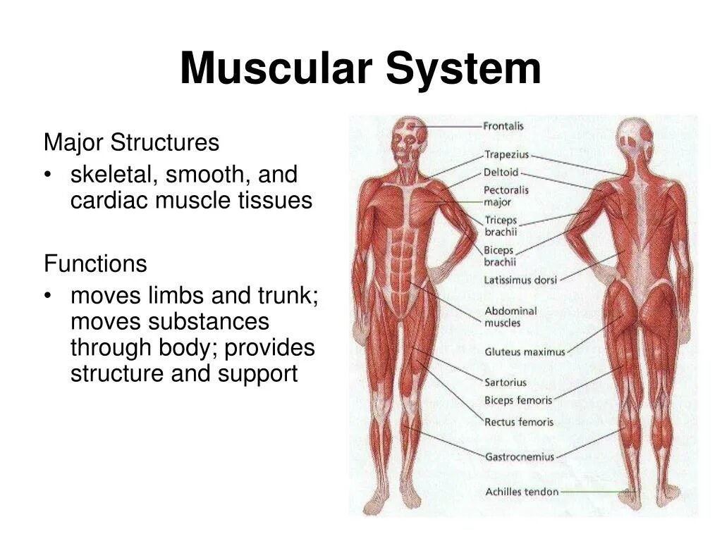 Мышцы человека. Мышечная система на английском. Muscular System презентация. Human structure