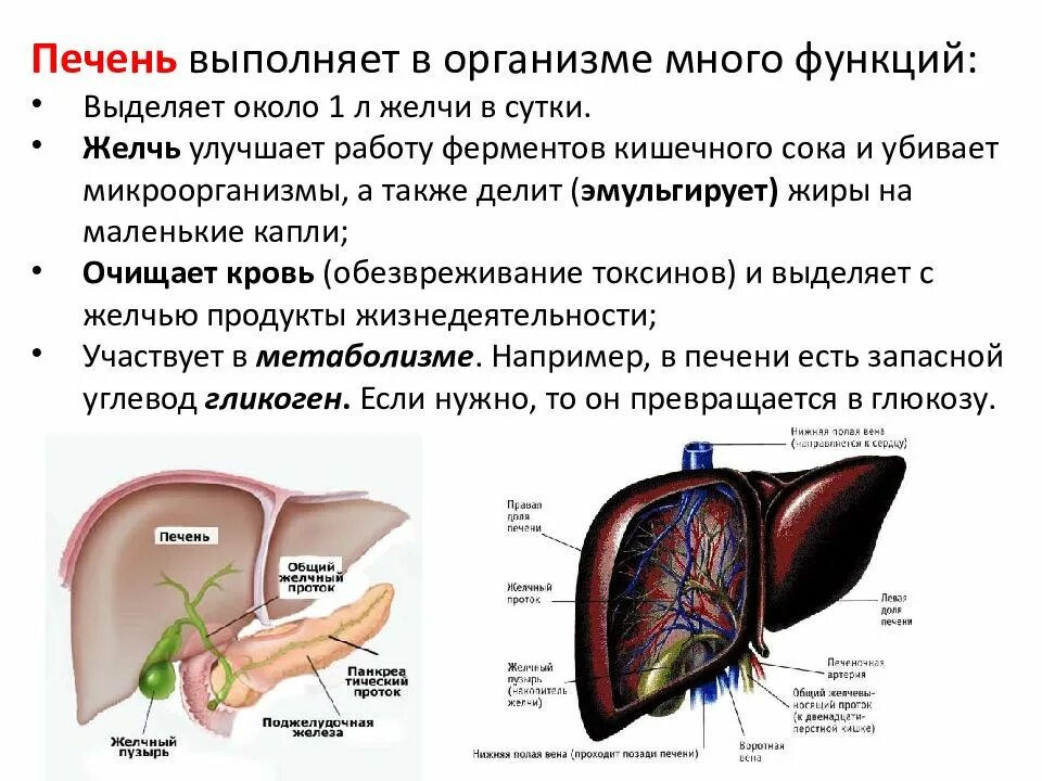 Выделяемый сок печени. Строение печени и желчного пузыря. Анатомия печень желчный пузырь протоки. Анатомия печеночных протоков печени. Строение печени и желчного пузыря протоки.