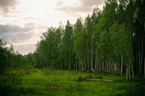 Молодой лес 7