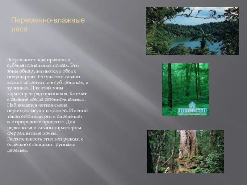 Характеристика переменно влажных лесов. Животные переменно влажных муссонных лесов Северной Америки. Переменно-влажный лес в Северной Америке. Природная зона переменно влажные леса. Растения переменно влажных лесов Северной Америки.