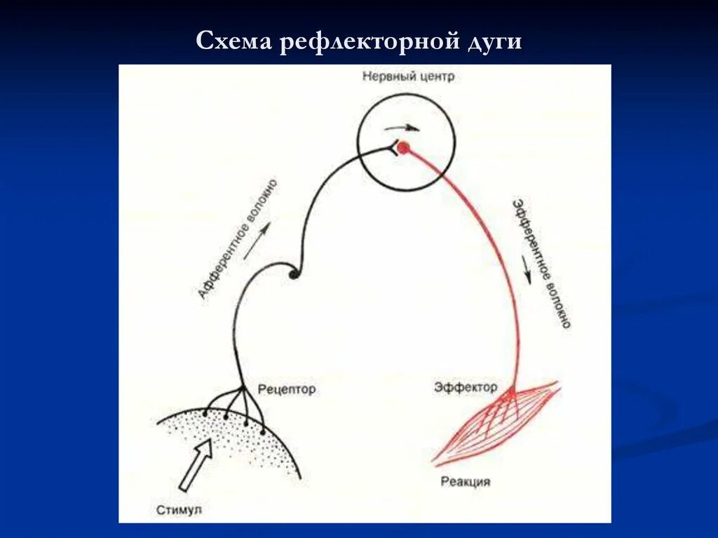 Рефлекс схема рефлекторной дуги. Рефлекторная дуга Декарта. Строение рефлекторной дуги. Схема рефлекторной дуги и рефлекторного кольца. Рефлекторное течение