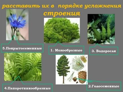 Чем отличаются цветковые растения от водорослей