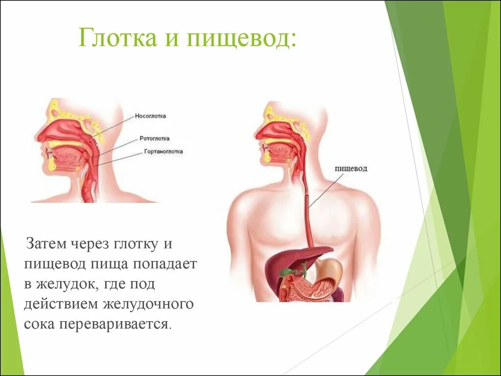 Попадание пищи в пищевод. Глотка и пищевод человека. Гортань пищевод желудок. Пищеварительная система человека пищевод.