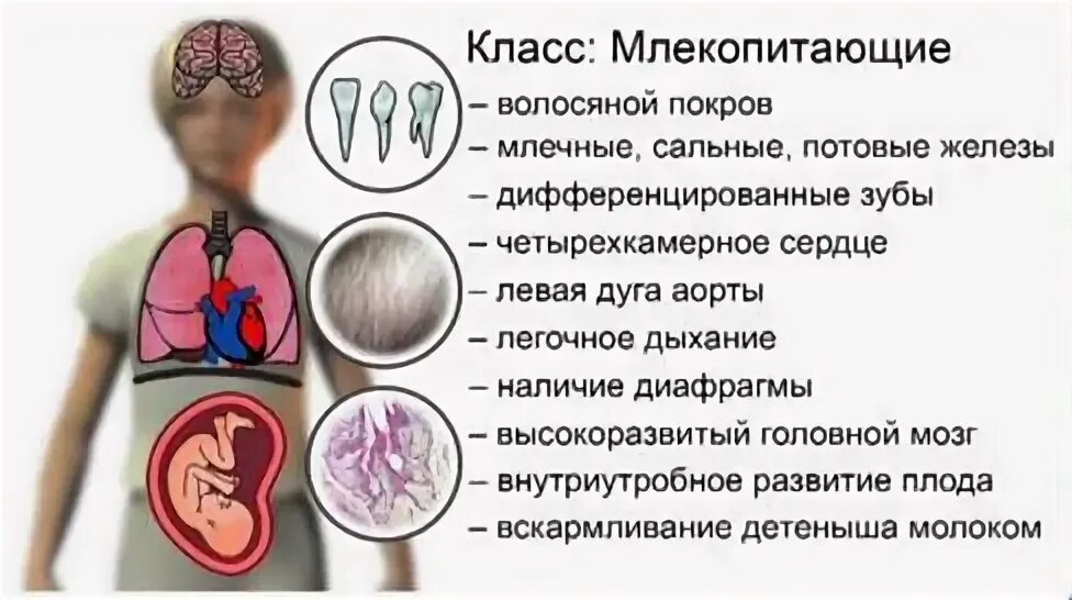 Признаки относящие человека к классу млекопитающих. Признаки млекопитающих у человека. Признаки класса млекопитающих у человека. Человека относят к классу. Человек относится к классу млекопитающих так.