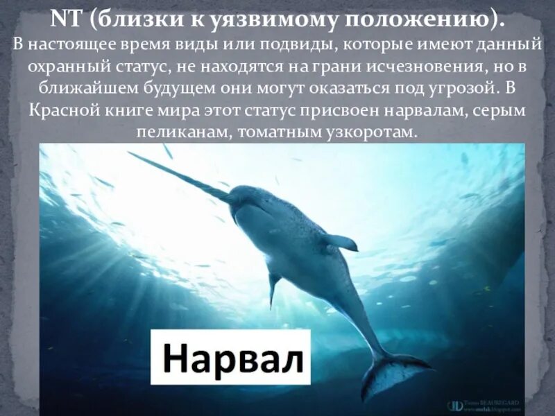 Уязвимое положение. Виды, близкие к уязвимому положению. Нарвал красная книга краткое описание. Красная книга животных в мире нарвал. Нарвал из красной книги России краткое описание.